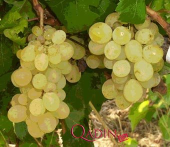 Kim ki yüz il yaşamırsa... - Üzüm, kişmiş və uzunömürlülük... 