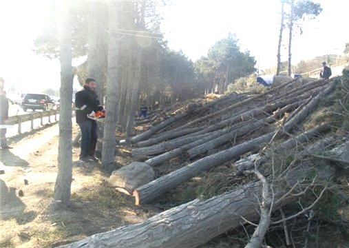 Prezidentin xəbərdarlığı, nazirliyin cərimələri - Ağac kəsənlər 4 milyon manatı ödəmək istəmirlər