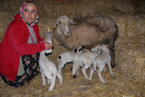 Qoyun birdəfəyə 5 quzu doğdu - FOTOLAR