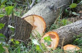 Bakıda ağacların kəsilməsi ilə bağlı cinayət işi açılmayıb