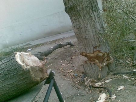 Ağacları qanunsuz kəsən şəxslər cərimələndi