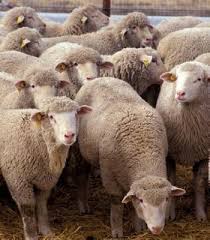 Nazir Heydər Əsədov: "Bakıda qurbanlıq heyvanlar 90-95 manata satılacaq"
