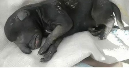 Elm dünyası şokda: İtin balası filə oxşayır – FOTO