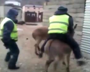 Eşşək minən polislər - VİDEO 