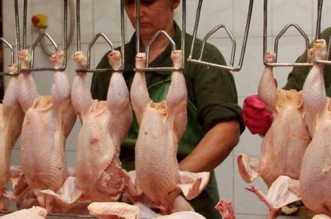 Dövlət Komitəsi: “Şişirdilən toyuqlarla bağlı araşdırma başlayıb” - VİDEO