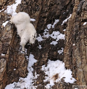 Vətənsiz “alpinistlərin” keçi xəstəliyi