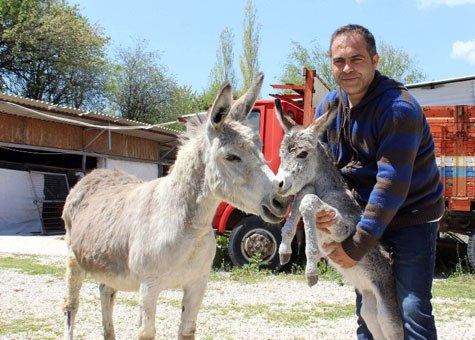Eşşək südünə tələbata görə ferma yaradıb