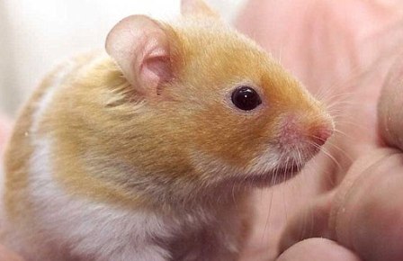 Hamsteri dişləyib öldürən müəllim onu yedi 