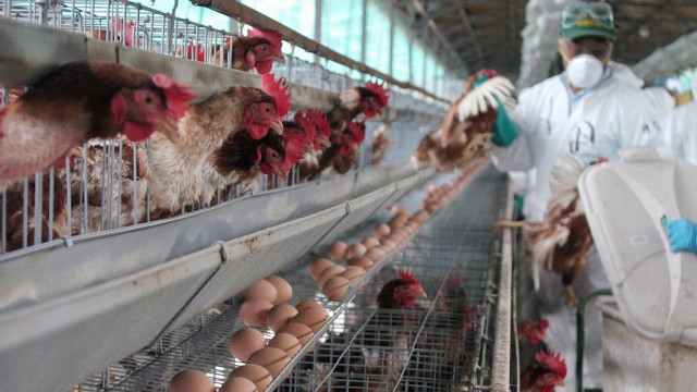 İrandan Azərbaycana gətirilən quş əti məhsullarına QADAĞA