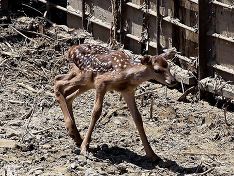 Tbilisi zooparkında azərbaycanlı maral “gəlin” bala doğub