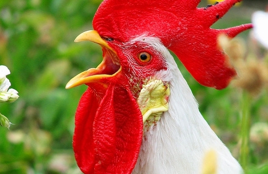 Çərkəz xoruzu
