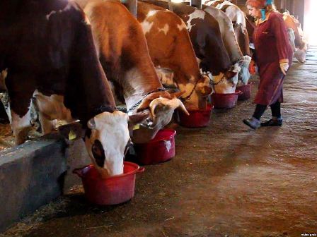 İnəkləri məcburi köçkünlərin yaşadığı binadan çıxaracaqlar – İcra Hakimiyyəti söz verib