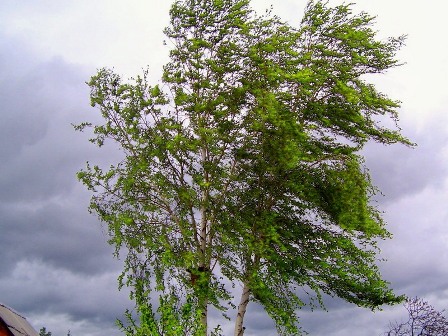 Temperatur enəcək, Bakıda güclü şimal küləyi əsəcək 