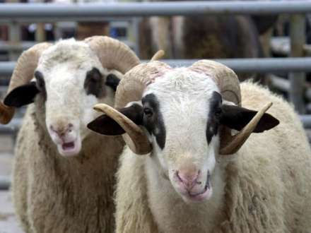 Bakıda Qurbanlıq heyvanların SATIŞ YERLƏRİ açıqlandı