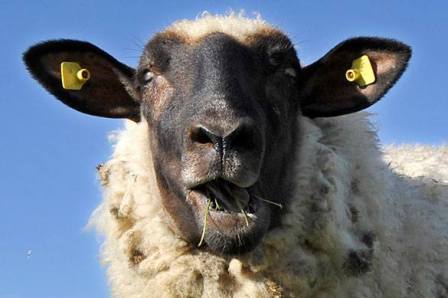 Qurbanlıq qoyun qaçdı 