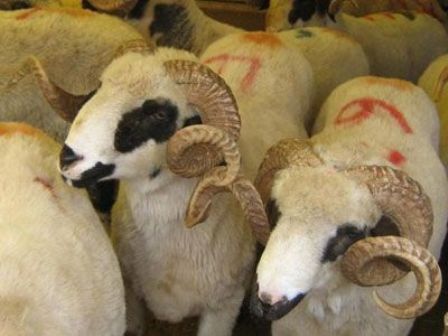 Bakıda qurban kəsənlərin sayı azaldı 
