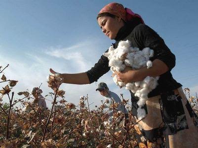Baş nazirin səfərinə özbəkləri yığılan pambığı yerinə yapışdırmağa məcbur etdilər