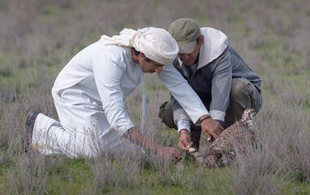 Ərəb şeyxləri Saatlıda 12 minlik ev kirayələdi
