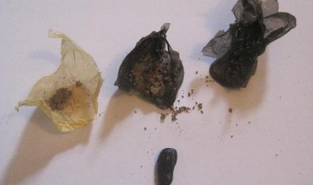 Toyuğun içində türməyə heroin keçirtmək istədi - Bakıda