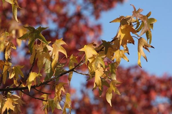Sabahın hava PROQNOZU - 18 dərəcə isti