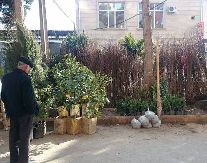 "Əkiblər yeyirik, əkərik yeyərlər" - Ağac bazarından REPORTAJ 