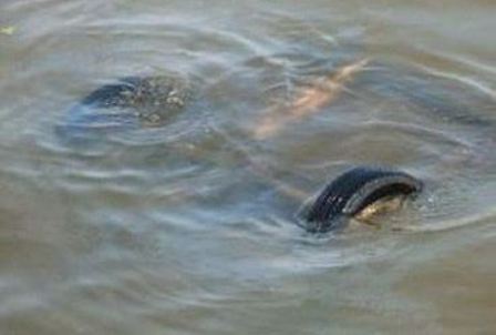   Ağsuda minik avtomobili körpüdən aşıb - 2 nəfər ağır yaralanıb 