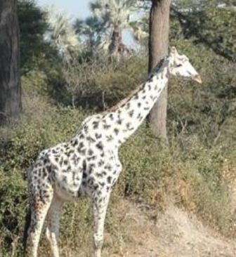 Dünya faunasında yeni tapıntı – FOTO