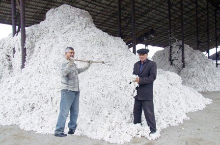 Pambığın satınalma qiyməti artırılacaq
