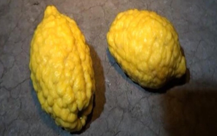  Tovuzda 2 kiloqramlıq limon yetişdirilib- Foto