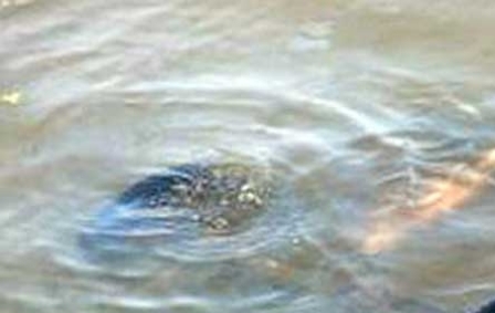 İş adamının atası gölməçədə boğulub 