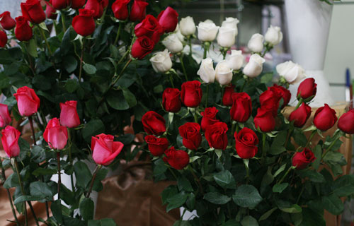 Xanımları təbrik üçün ümid Hollandiya, İrana qalıb