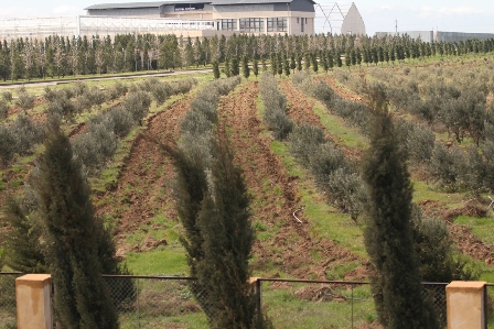 Ekologiya və Təbii Sərvətlər Nazirliyi 160 mindən çox ağac əkib