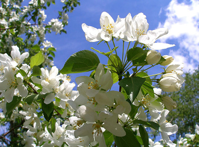 Azərbaycana bahar gəlib