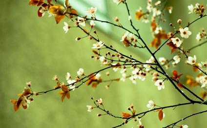 Aprelin hava proqnozu AÇIQLANDI