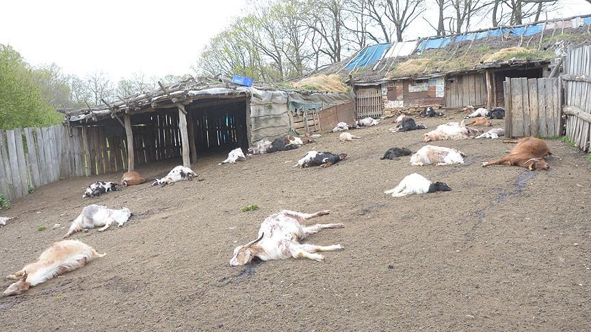 Atası ilə dalaşdı, 239 keçi öldürdü