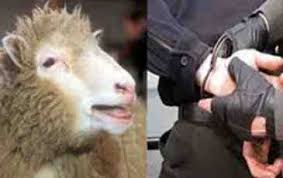 Qoyun və inək oğruları tutuldu