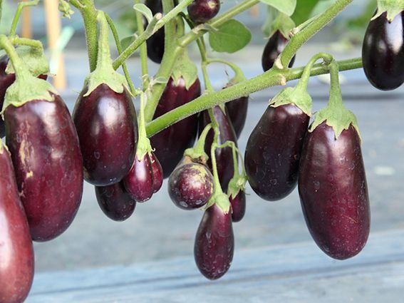 Rusiyadan Türkiyəyə qarşı badımcan SANKSİYASI