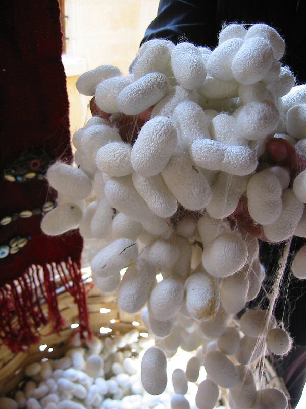 Azərbaycanda baramaçılara pulsuz  ipəkqurdu paylandı 