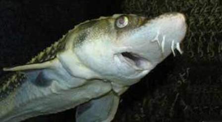 Azərbaycan Xəzərə 50 milyondan çox nərə buraxıb