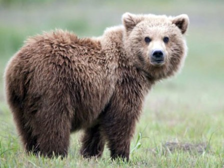 Zooparkın direktoru: “Bakıda tapılan ayı balası bizim deyil”