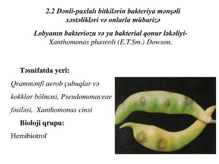 T&uuml;rkiyədən idxal olunan lobyada xəstəlik aşkarlanıb