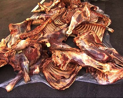 Əhaliyə satılan at əti aşkarlandı