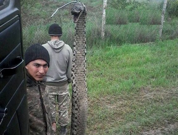 Azərbaycanda nəhəng ilan &ouml;ld&uuml;r&uuml;ld&uuml; - FOTO