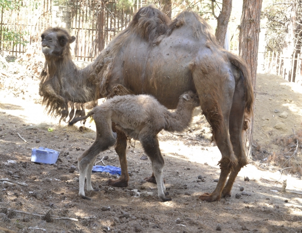  Bakı Zooparkında  YENILIK 