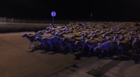 Yatmış çobanın 1000 baş qoyunu qaçdı - FOTO