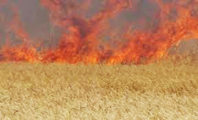 Biləsuvarda 550 hektar taxıl sahəsi yanıb