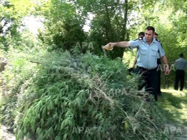  2 tona yaxın &ccedil;ətənə kolu məhv edildi 