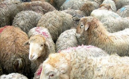 Qurbanlıq heyvanlara baytar nəzarəti g&uuml;cləndirildi