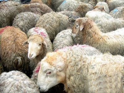 Bakıda qurbanlıq heyvanlar &uuml;&ccedil;&uuml;n 10 satış məntəqəsi ayrılıb - SİYAHI 