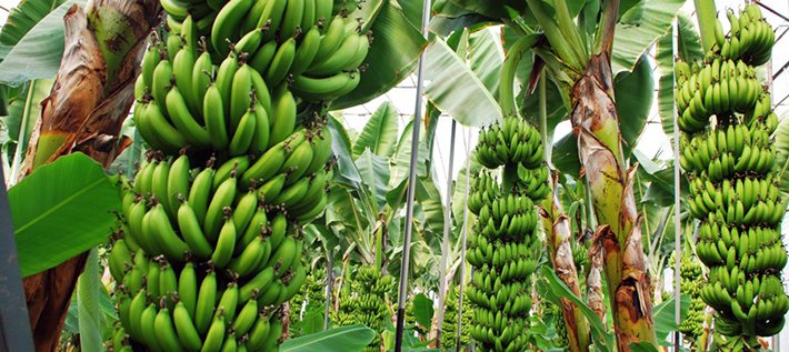 Ermənilər Qarabağda banan əkəcəklər